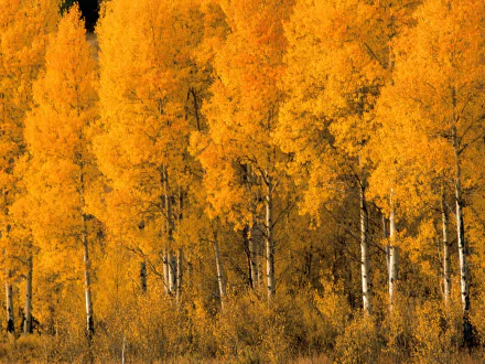 HD desktop wallpaper showing a vibrant fall landscape of golden aspen trees in nature.