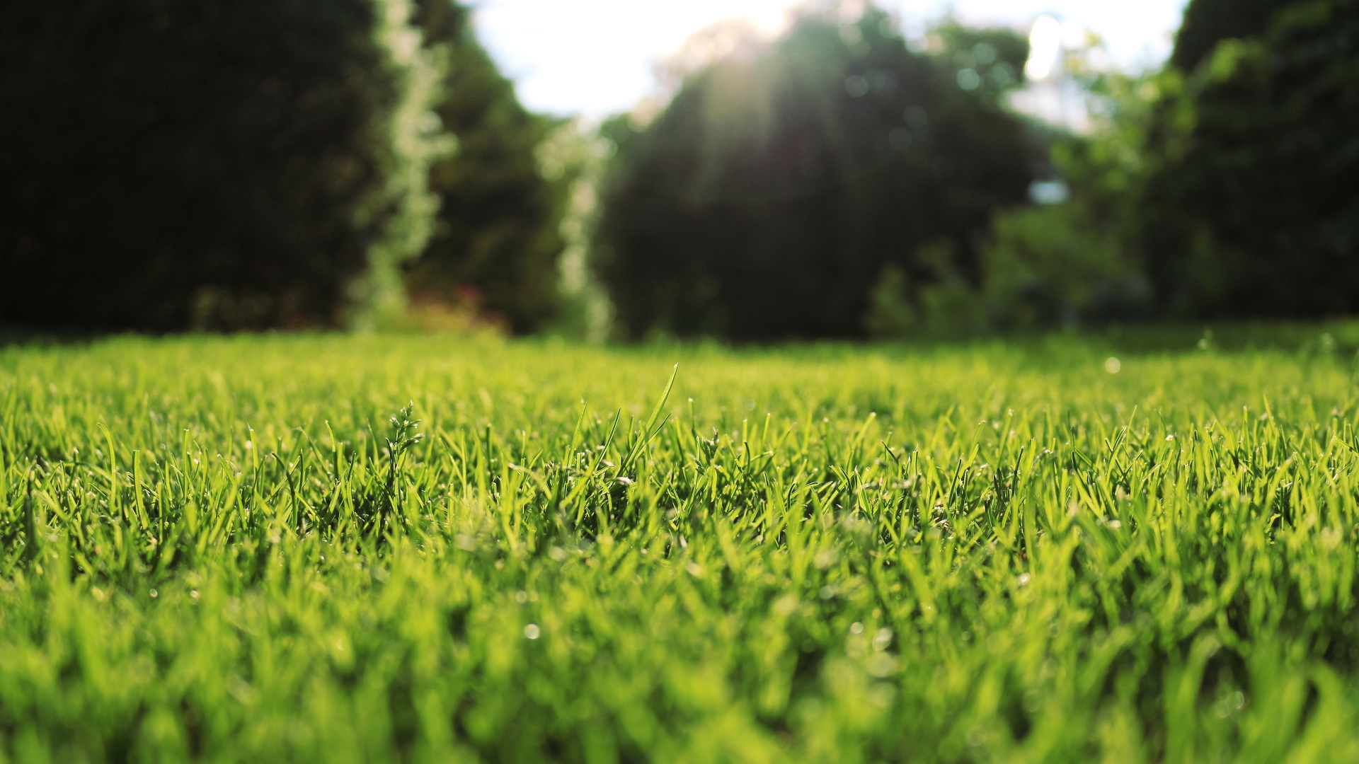 Green Grass Papel De Parede HD Plano De Fundo 1920x1080 ID 518733 