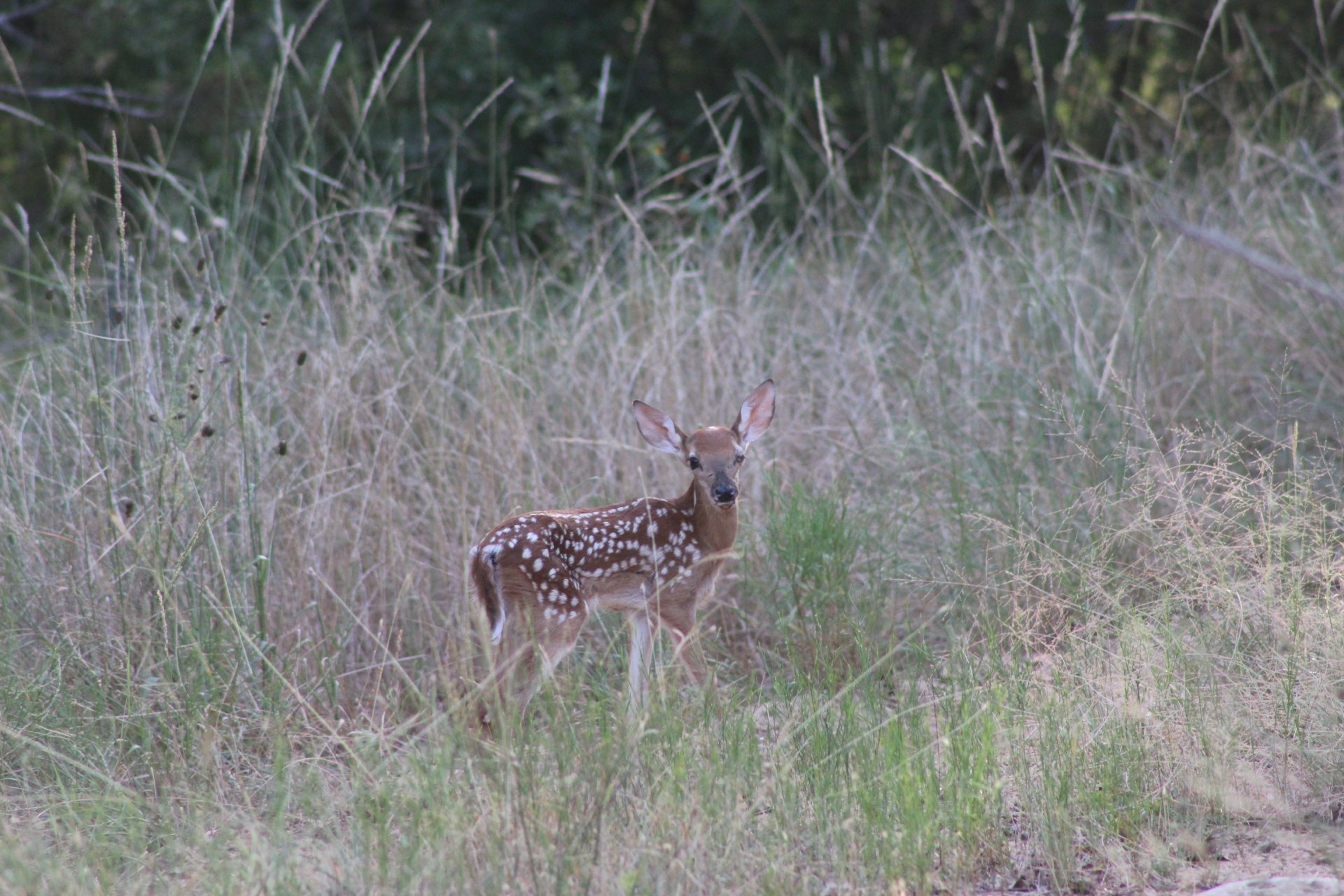 HD PC desktop wallpaper featuring a young spotted deer standing in tall grass, blending naturally with the surrounding wild vegetation.
