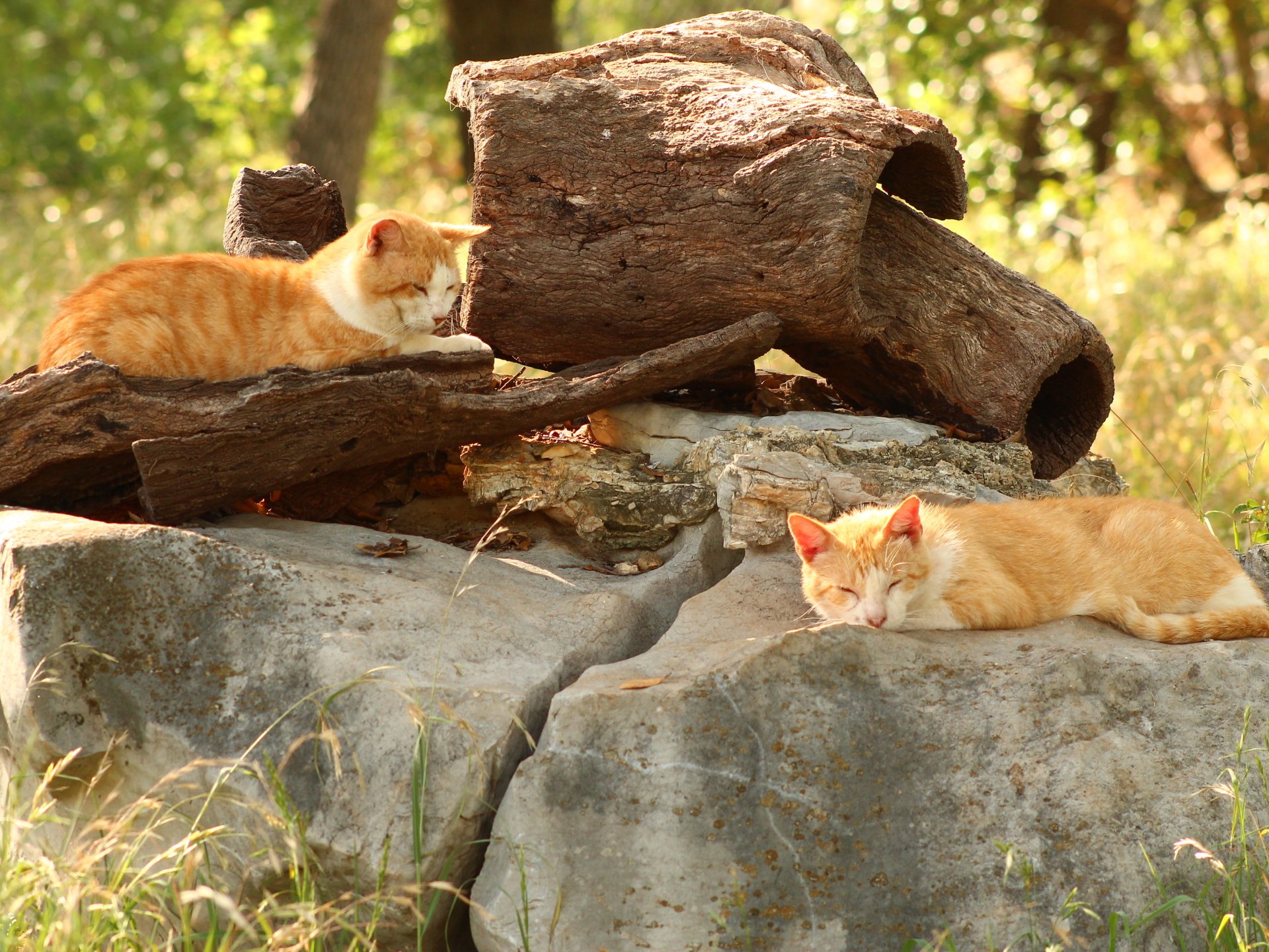 Two orange cats rest peacefully on large stones, surrounded by natural greenery and logs, capturing a serene moment in this HD desktop wallpaper.