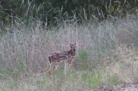 HD PC desktop wallpaper featuring a young spotted deer standing in tall grass, blending naturally with the surrounding wild vegetation.