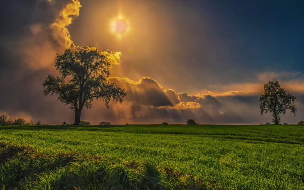 HD desktop wallpaper of a vibrant green field under a dramatic sky with sunbeams breaking through clouds, highlighting two solitary trees in a nature scene.