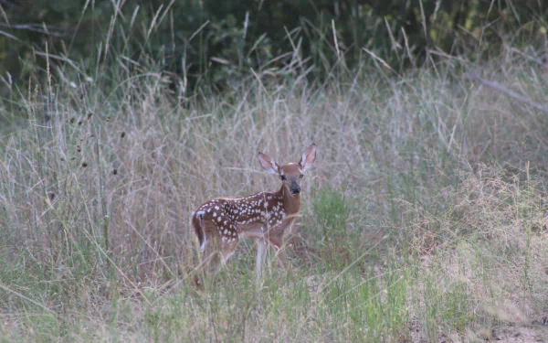 HD PC desktop wallpaper featuring a young spotted deer standing in tall grass, blending naturally with the surrounding wild vegetation.
