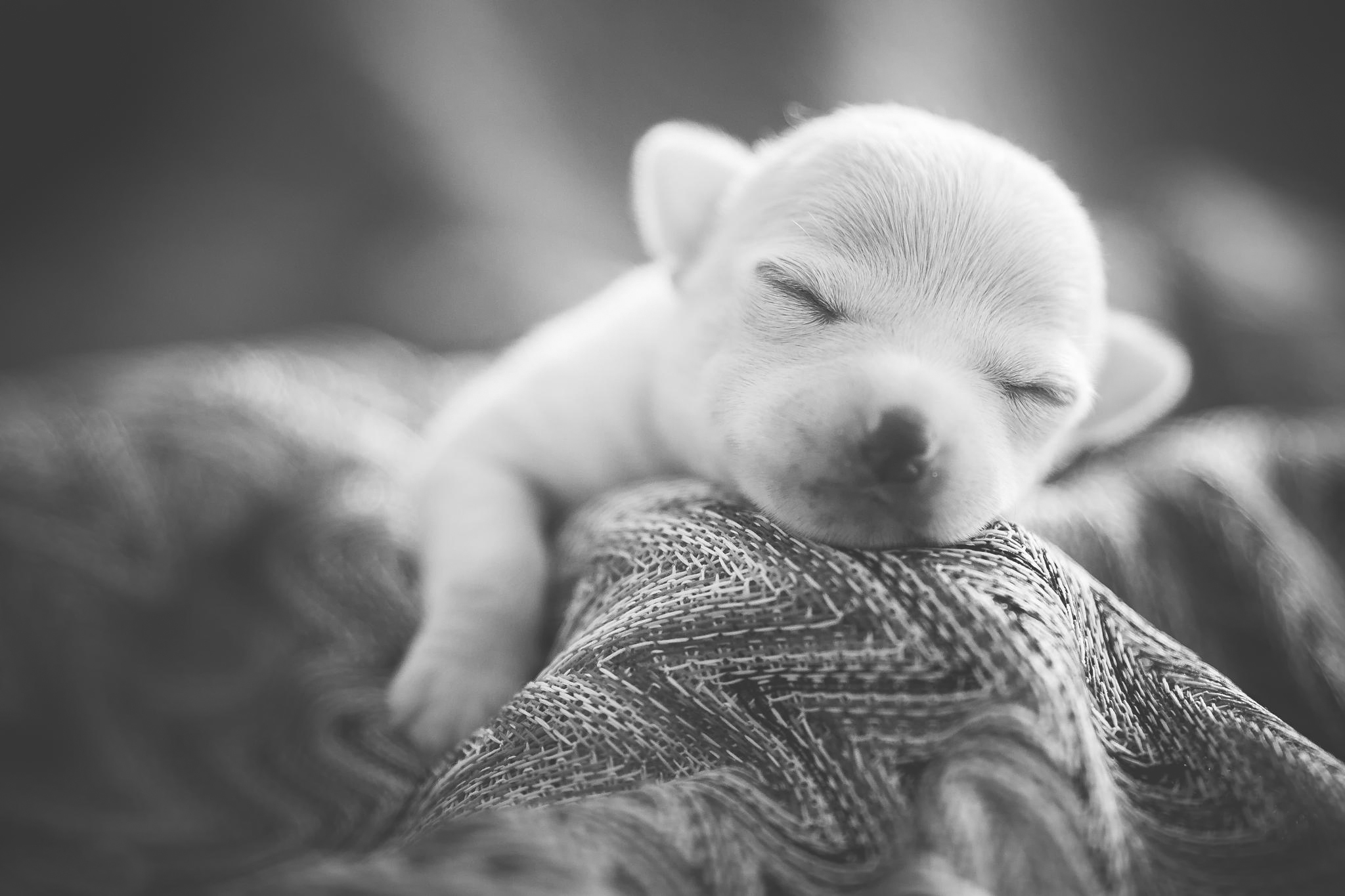 Puppy HD Wallpaper | Background Image | 2048x1365 | ID:519864