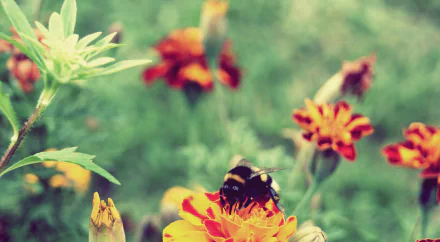 Animal bee HD Desktop Wallpaper | Background Image