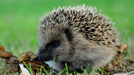Animal hedgehog HD Desktop Wallpaper | Background Image