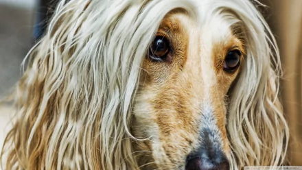 dog Animal afghan hound HD Desktop Wallpaper | Background Image