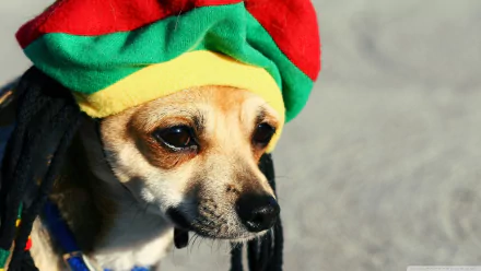 HD desktop wallpaper featuring a close-up of a Chihuahua dog wearing a colorful red, green, and yellow hat.