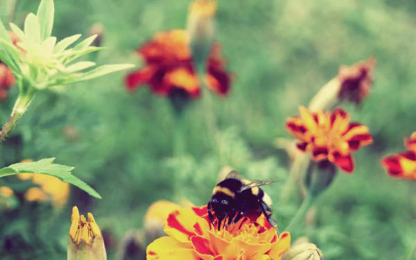 Animal bee HD Desktop Wallpaper | Background Image
