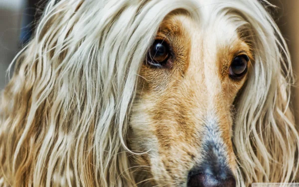 dog Animal afghan hound HD Desktop Wallpaper | Background Image