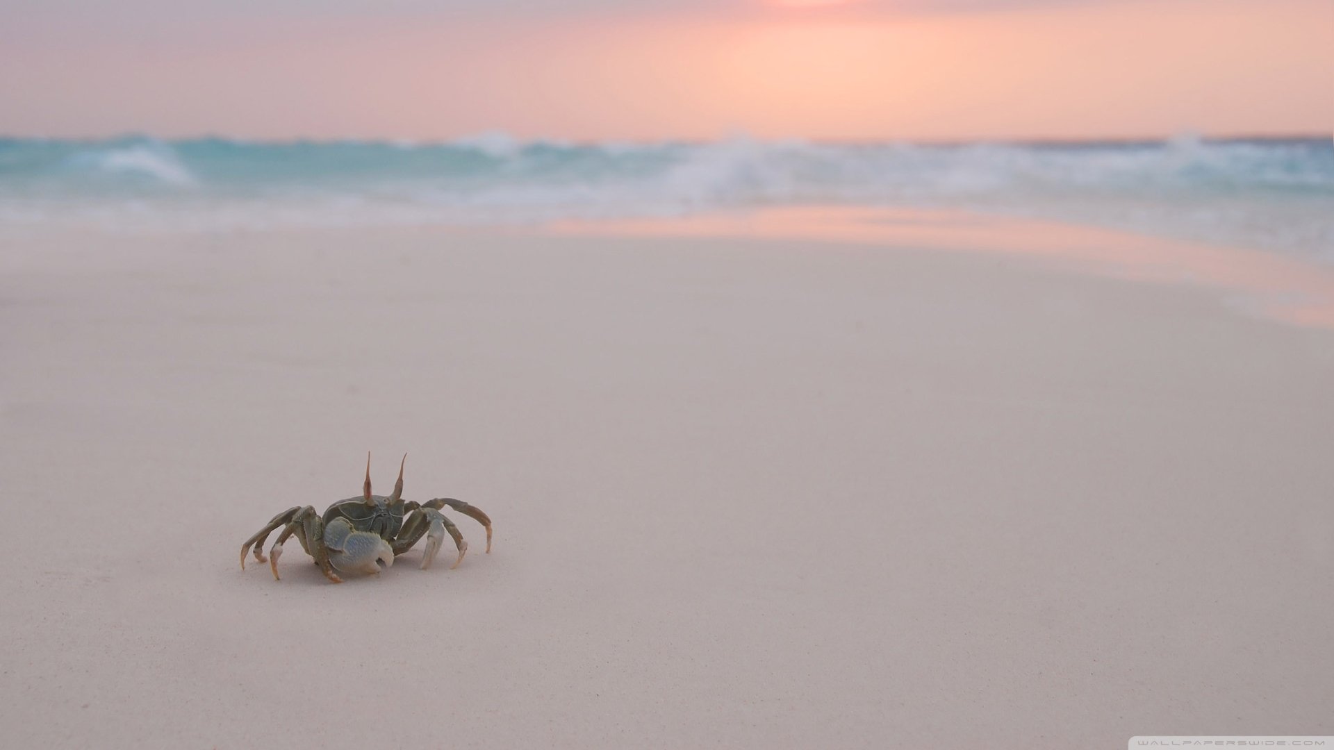 Close-up of a small crab on smooth pale sand at sunrise with pastel sky and gentle waves — 2K Quad HD PC desktop wallpaper and background.