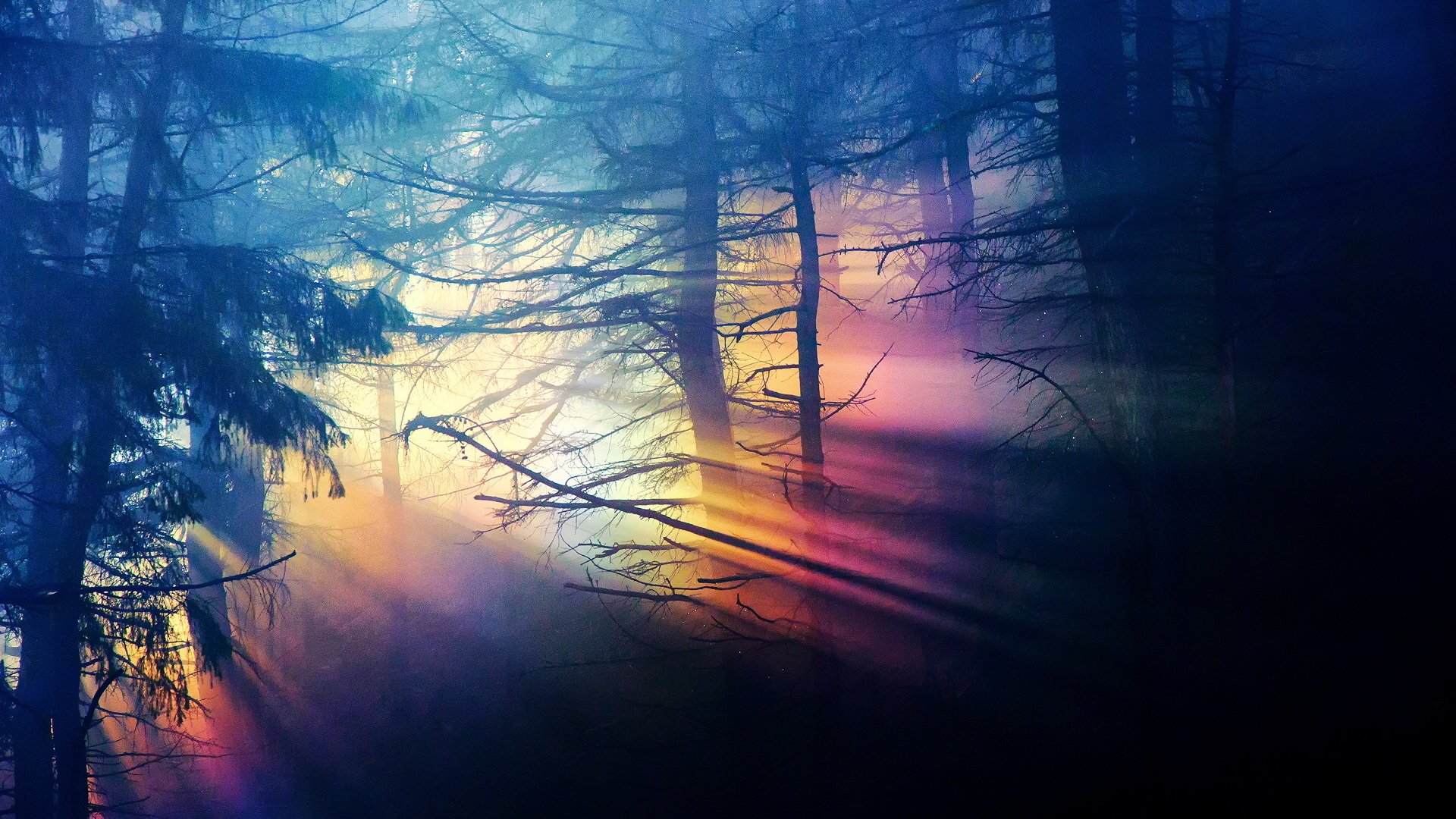 Mystic Sunbeam Forest HD Wallpaper