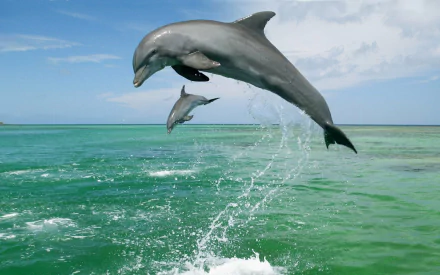 Bottlenose Dolphin Animal dolphin HD Desktop Wallpaper | Background Image