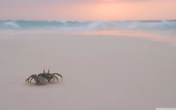 Animal crab HD Desktop Wallpaper | Background Image