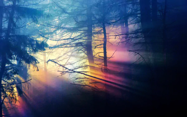 HD desktop wallpaper featuring sunbeams filtering through a misty forest with vibrant purple and blue hues.