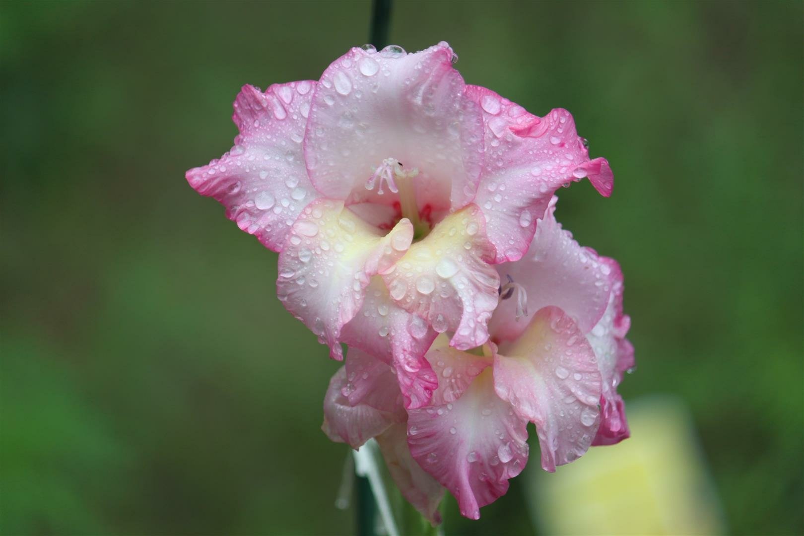 HD PC desktop wallpaper — close-up of a pink gladiolus bloom with dewdrops on ruffled petals against a soft green nature background.