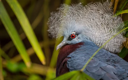 HD PC desktop wallpaper of a Victoria crowned pigeon: close-up of a blue-gray bird with ornate lacy crest and red eye framed by tropical green foliage.