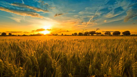 nature cornfield HD Desktop Wallpaper | Background Image