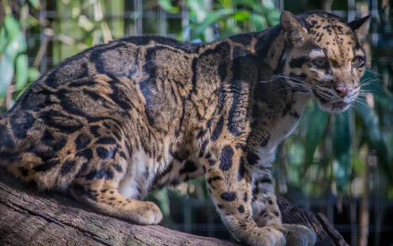 Close-up of a clouded leopard, a wildcat with distinctive spotted fur, perched on a tree branch in a natural setting, captured in HD for a desktop wallpaper.