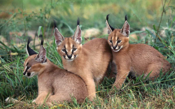HD desktop wallpaper featuring three young caracals resting in grassy terrain, showcasing their distinctive tufted ears and reddish-brown fur in a natural setting.