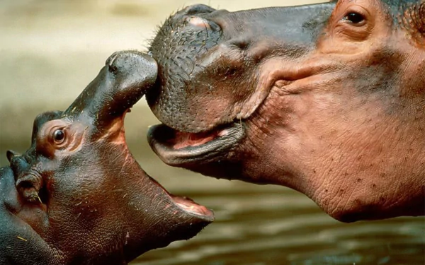 HD desktop wallpaper featuring a cute baby hippo and its mother in close interaction, showcasing their charming bond in a natural setting.
