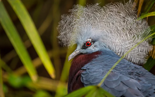 HD PC desktop wallpaper of a Victoria crowned pigeon: close-up of a blue-gray bird with ornate lacy crest and red eye framed by tropical green foliage.