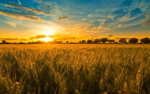 nature cornfield HD Desktop Wallpaper | Background Image