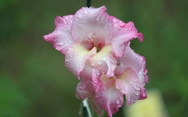 Nature Gladiolus Flowers HD Wallpaper | Background Image