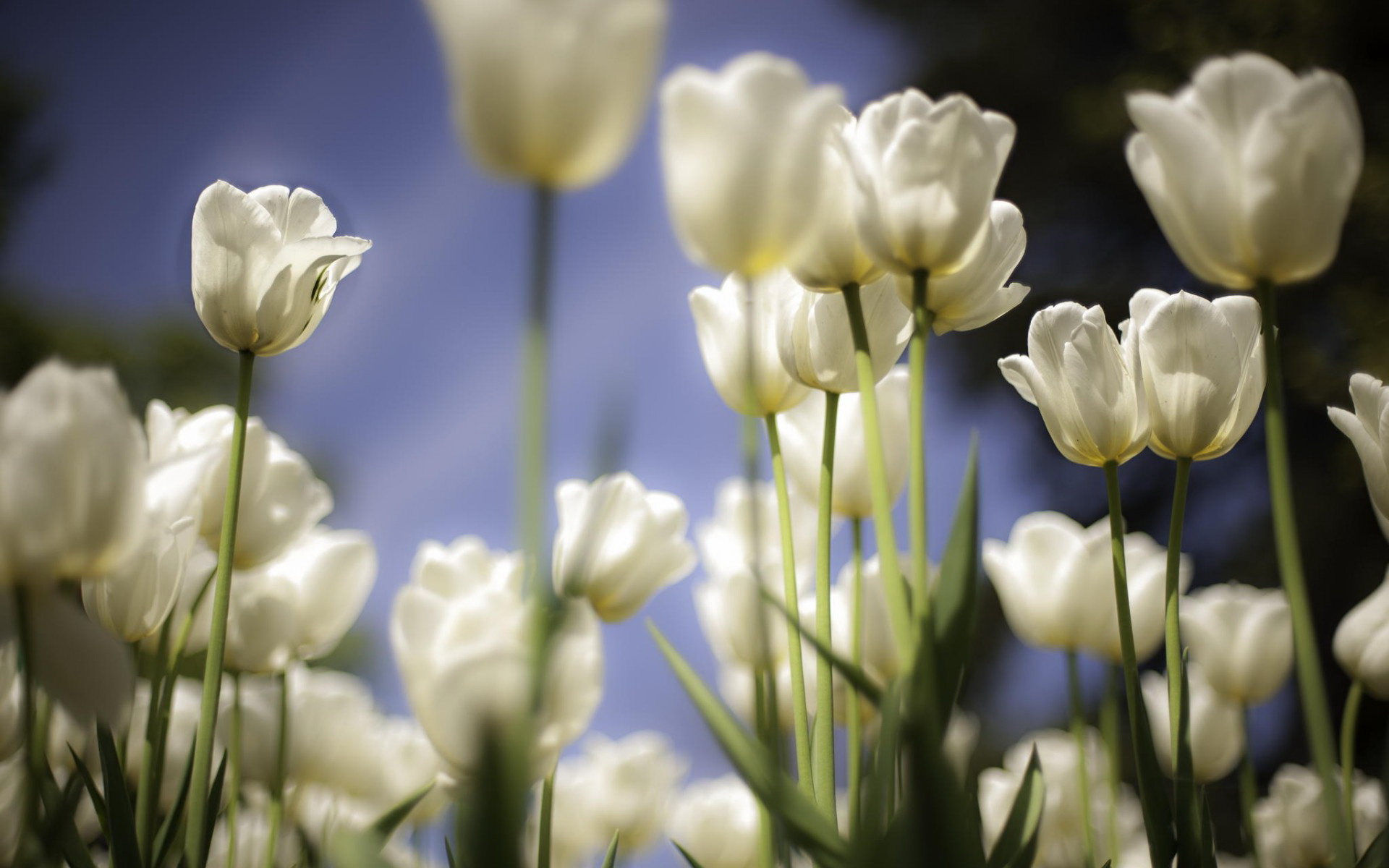 Download Nature Tulip HD Wallpaper