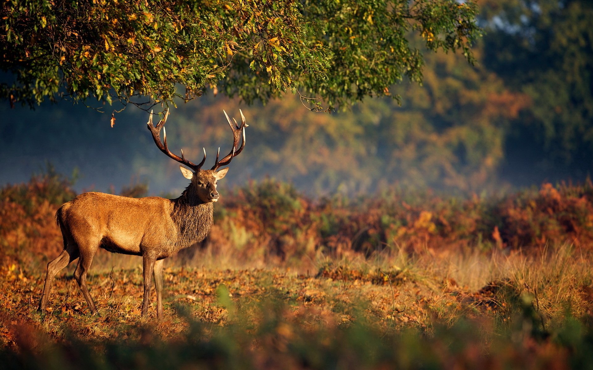 Cerf Full HD Fond d’écran and Arrière-Plan | 1920x1200 | ID:523567