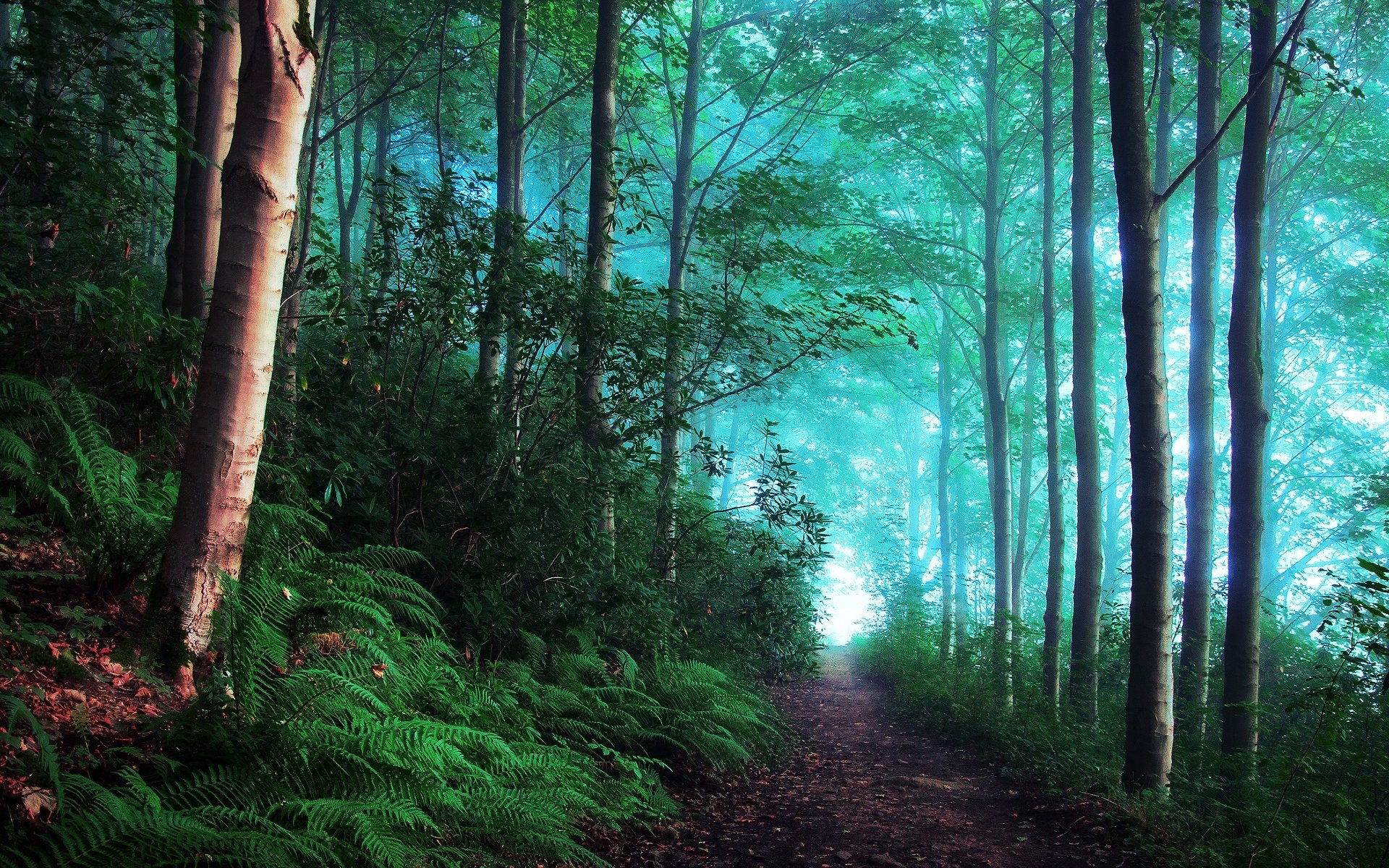 Nature forest HD PC desktop wallpaper and background: misty woodland path, tall trees and ferns glowing in teal light.
