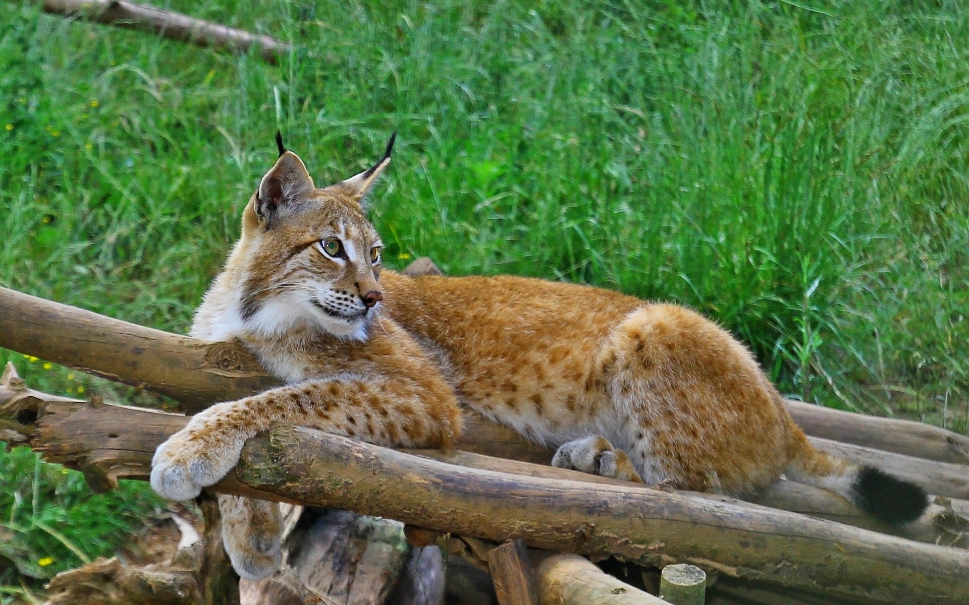 HD desktop wallpaper featuring a lynx resting on logs with green grass in the background, showcasing the animal's alert and majestic presence.