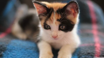HD desktop wallpaper of a close-up on a calico kitten lying on a blue textured blanket, looking curiously at the camera.