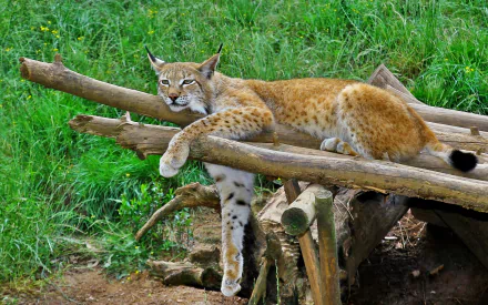 HD PC desktop wallpaper featuring a lynx resting on a wooden structure surrounded by green grass in a natural outdoor setting.