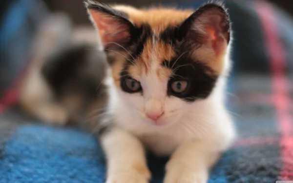 HD desktop wallpaper of a close-up on a calico kitten lying on a blue textured blanket, looking curiously at the camera.