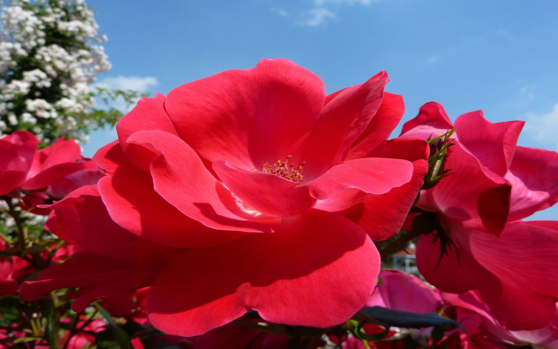 Red Rose In Full Bloom HD Duvar kağıdı Arka plan 1920x1200 ID Red Rose In Full Bloom HD Duvar kağıdı Arka plan 1920x1200 ID