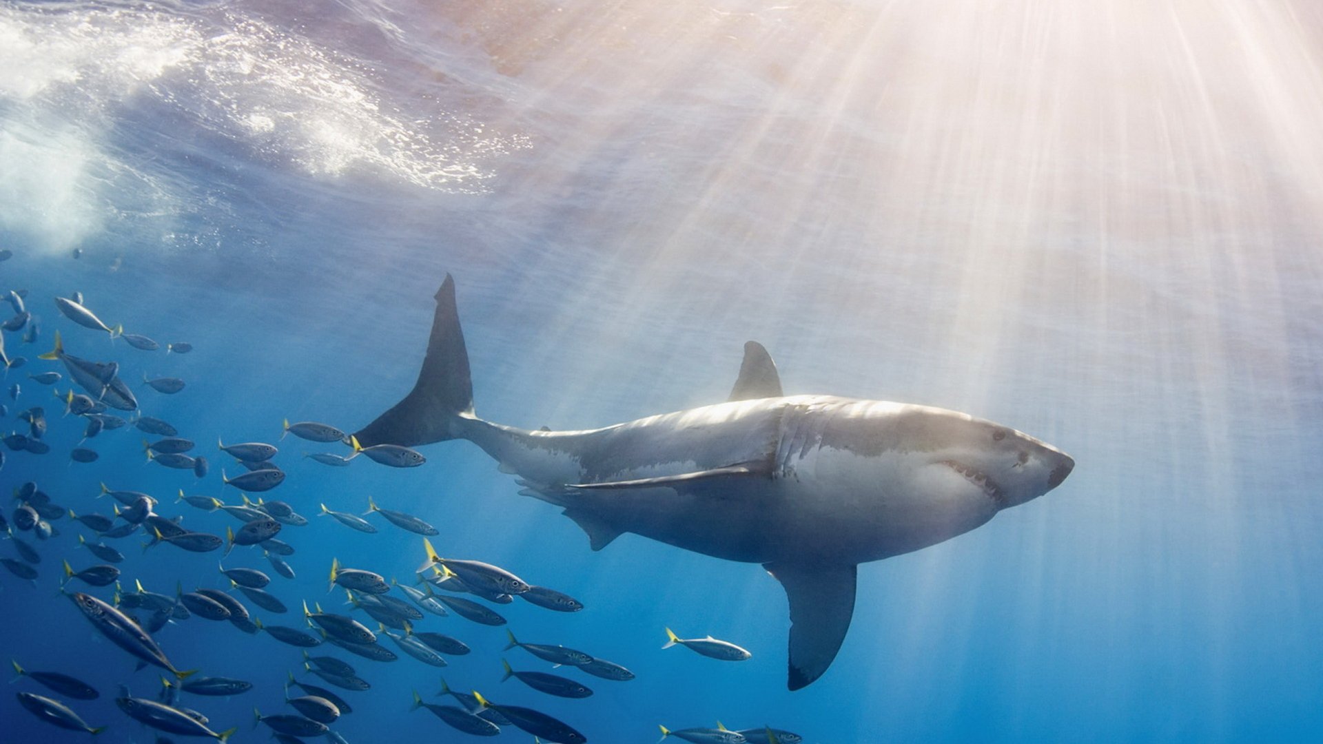 HD desktop wallpaper featuring a great white shark swimming gracefully underwater alongside a school of fish, illuminated by sunlight streaming through the ocean surface.