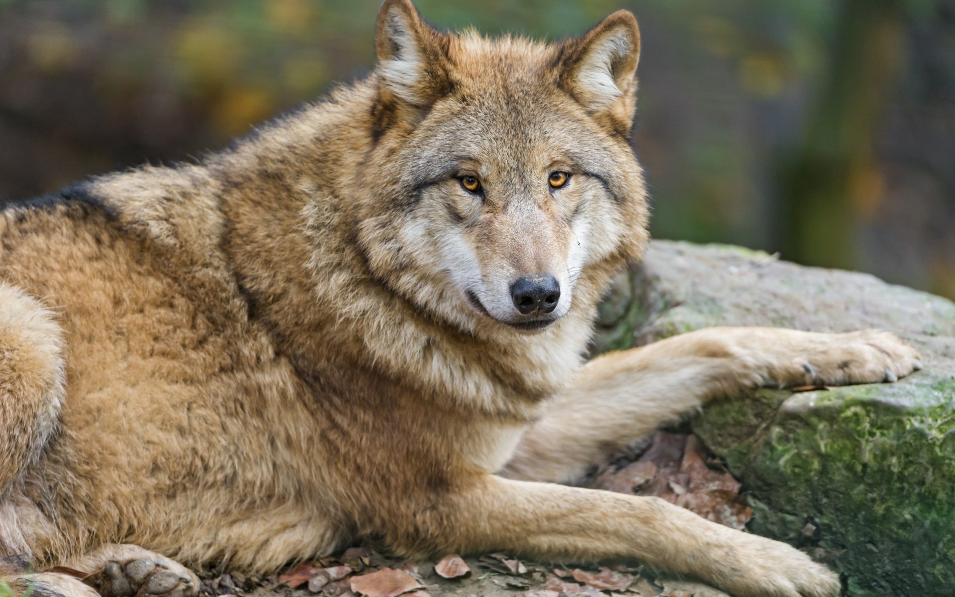 Download Animal Wolf HD Wallpaper