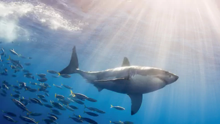 shark Animal great white shark HD Desktop Wallpaper | Background Image