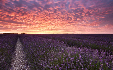 2K Quad HD PC desktop wallpaper: vibrant lavender fields with a gravel path toward the horizon beneath a dramatic sunset sky — nature, lavender.