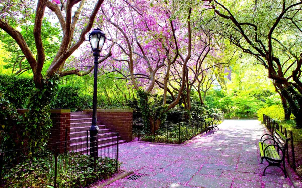 A serene park path lined with blooming trees in spring, a street light, and benches. The vibrant colors and tranquil setting make it an enchanting HD wallpaper and background.