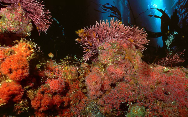 Animal coral HD Desktop Wallpaper | Background Image