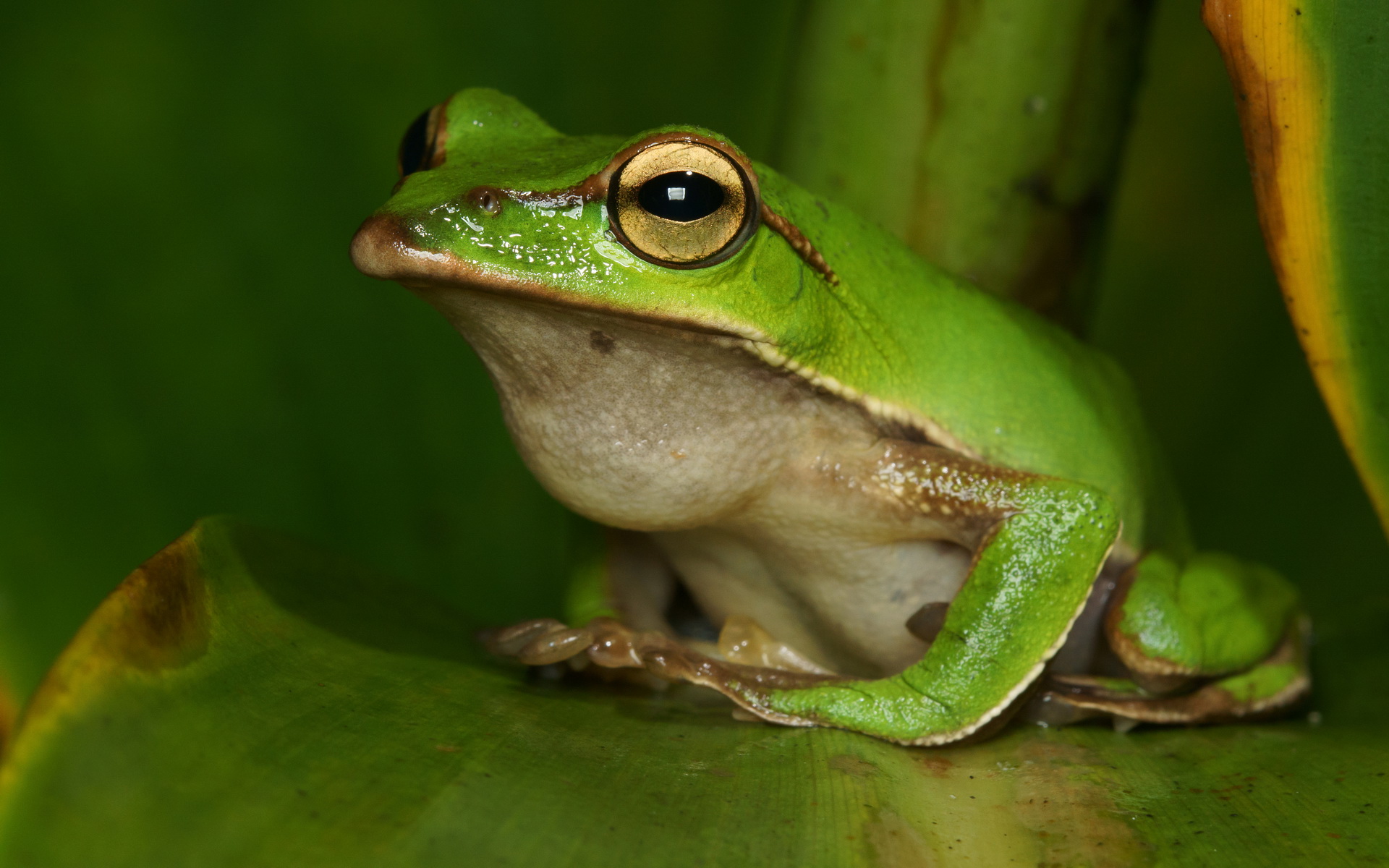 Tree Frog HD Wallpaper