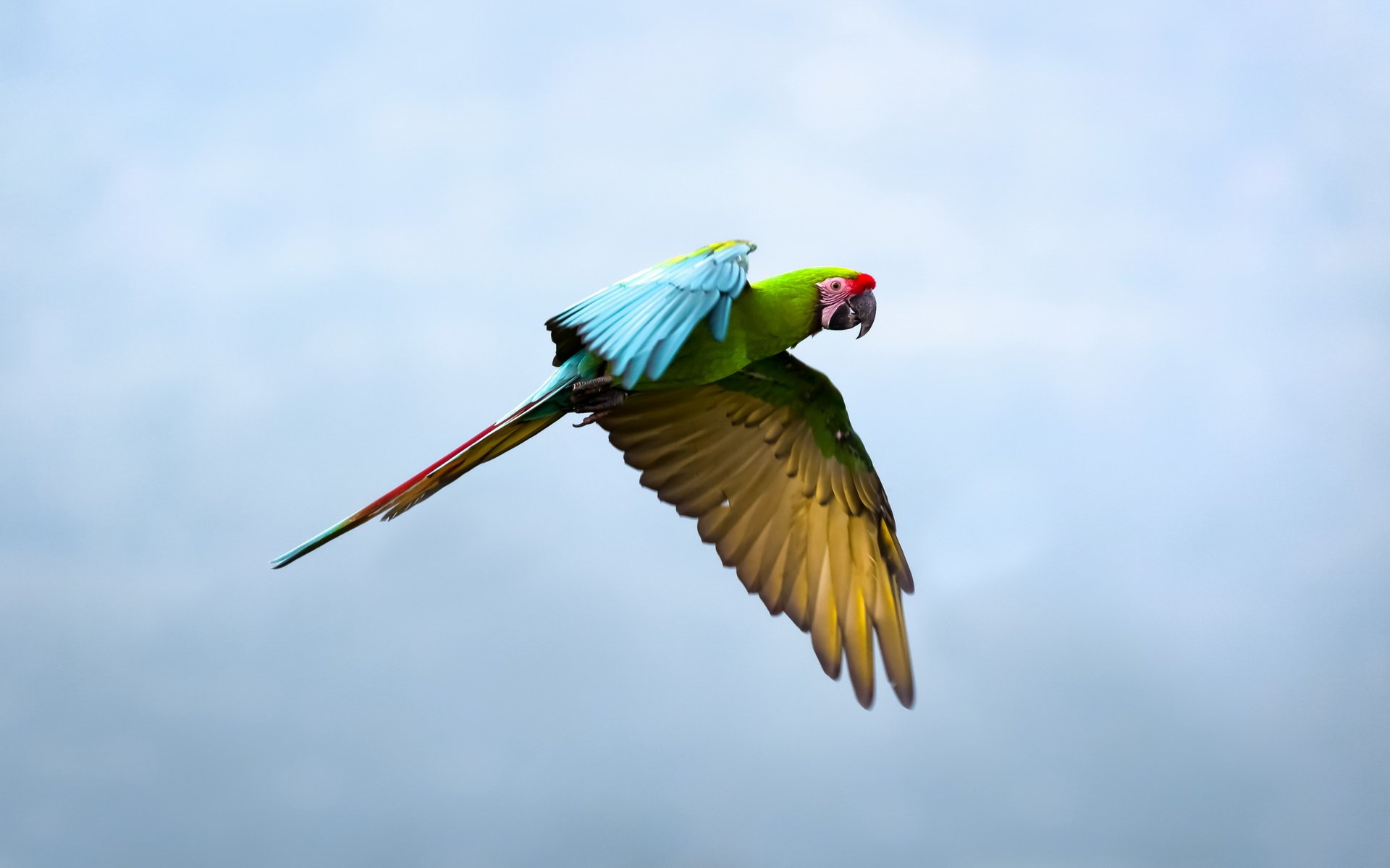 A vibrant military macaw in flight, showcasing its colorful feathers against a serene sky, featured as an HD desktop wallpaper and background.