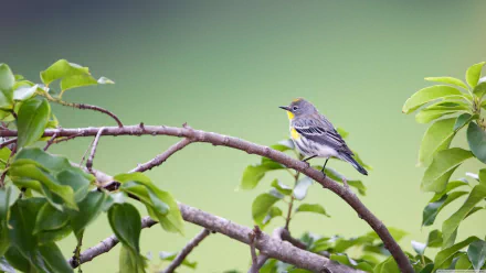 A vibrant yellow-rumped warbler perched on a branch, surrounded by lush green leaves, captured in stunning 4K Ultra HD for a desktop wallpaper.