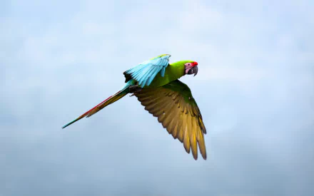 A vibrant military macaw in flight, showcasing its colorful feathers against a serene sky, featured as an HD desktop wallpaper and background.