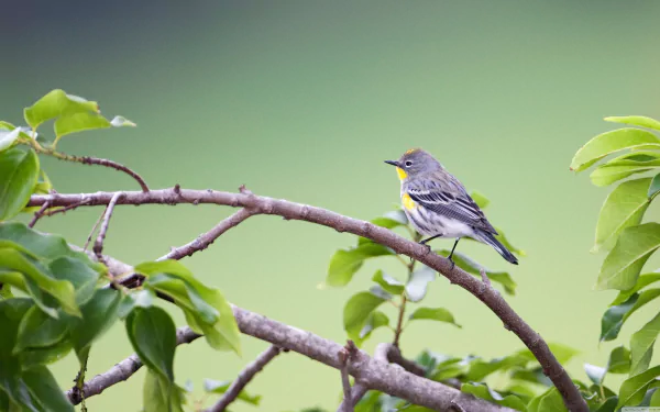 A vibrant yellow-rumped warbler perched on a branch, surrounded by lush green leaves, captured in stunning 4K Ultra HD for a desktop wallpaper.