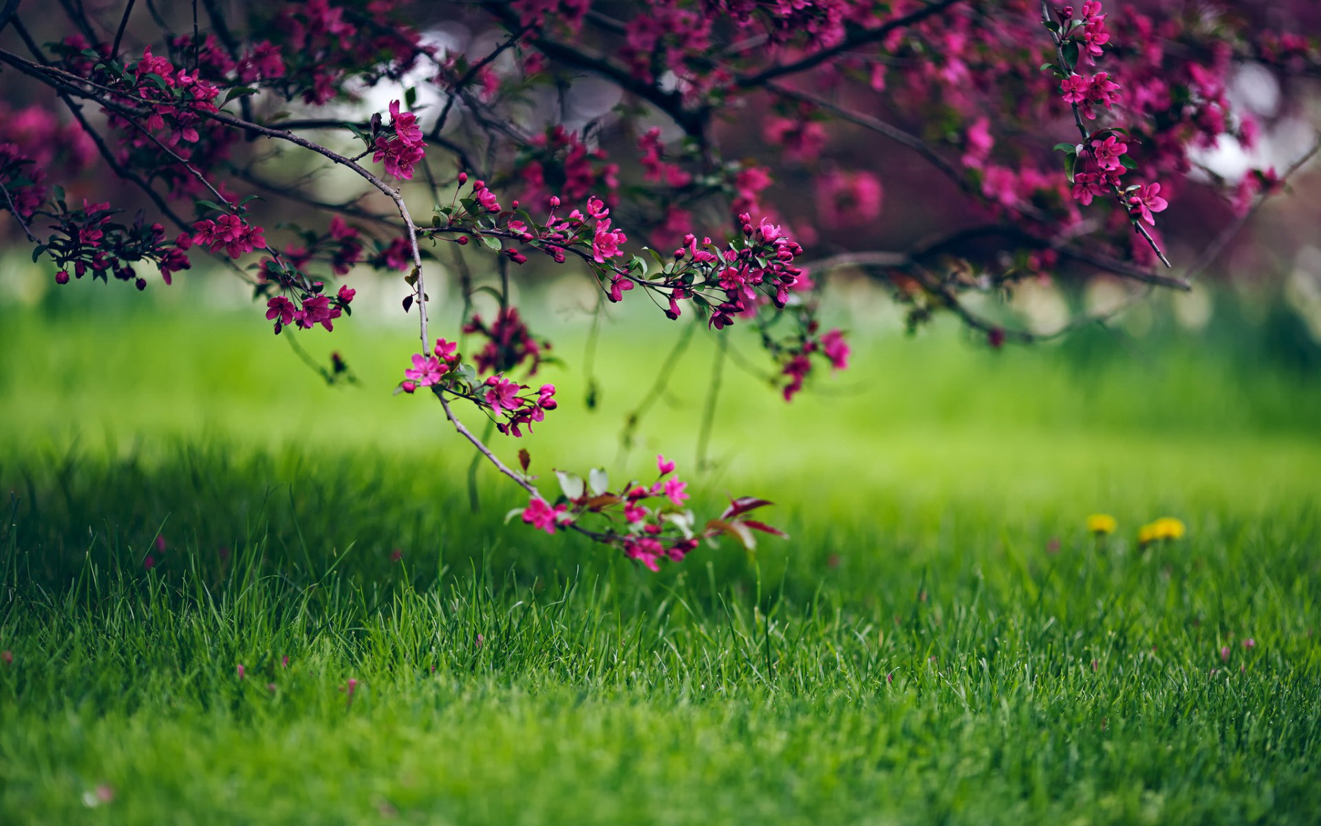 Earth Blossom HD Wallpaper | Background Image