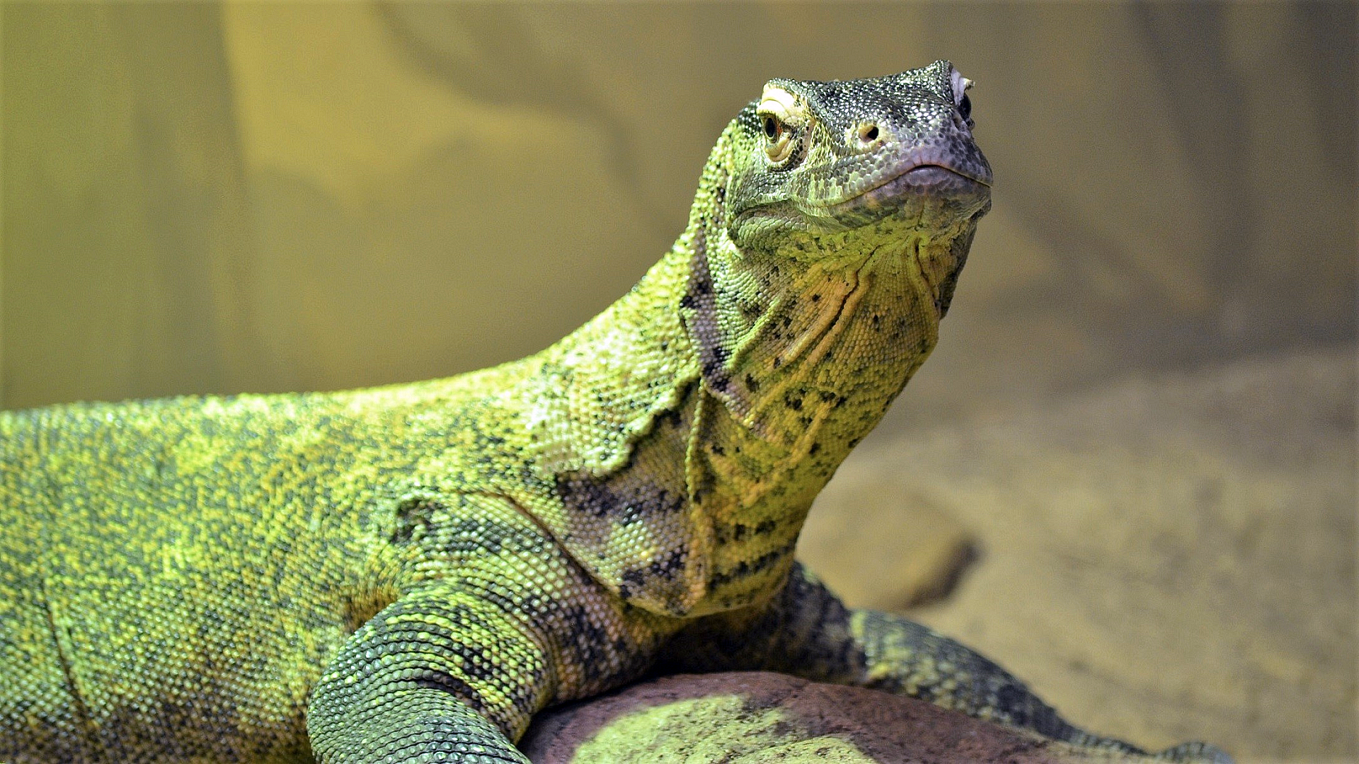 Animal Komodo Dragon HD Wallpaper | Background Image