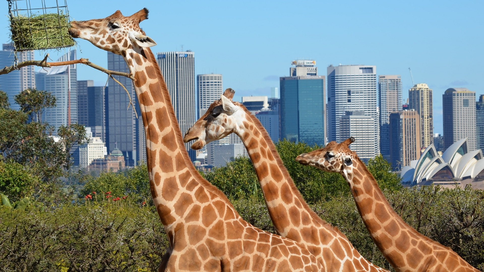 Come meet The Family At Taronga Zoo Sydney Australia by lonewolf6738